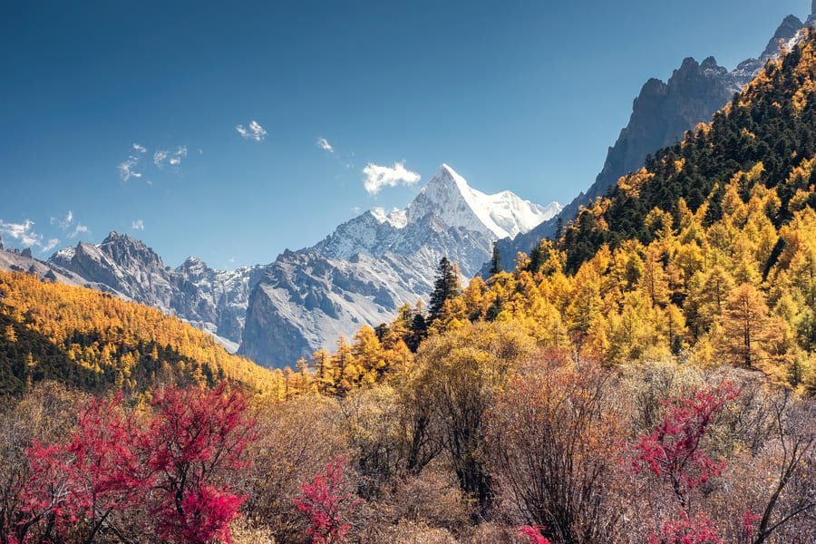 Picos nevados y bosques dorados durante el otoño en Shangri-La.